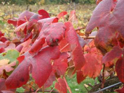 Harbourne Autumn colour