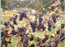 blackgrapes