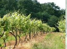 JuneVines