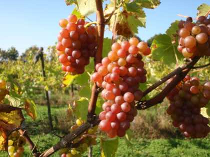 Rilpe pink Harbourne grapes