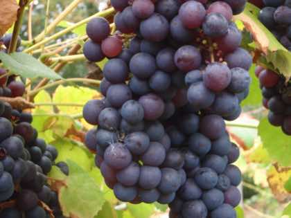 Harbourne red grapes ready for harvest.