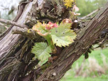 Early leaves at Harbourne