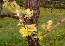 Springbuds