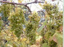 Whitegrapes