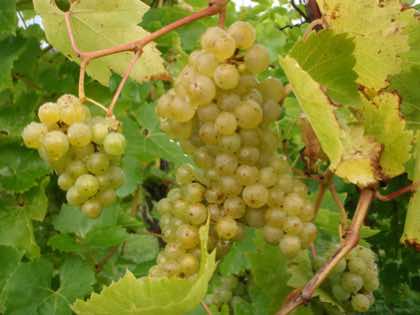 Harbourne white grapes ready fot harvest.